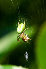 Nice green spider with dots on body sitting on his web
