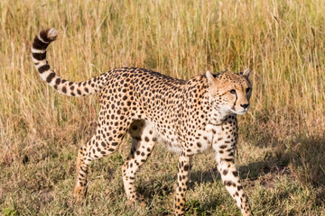 Africa, Kenya, Masai Mara National Reserve. Cheetah (Acinonyx Jubatus).