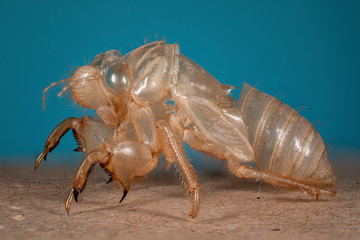 exuvie de cigale en macro (1X-5X) focus stacking