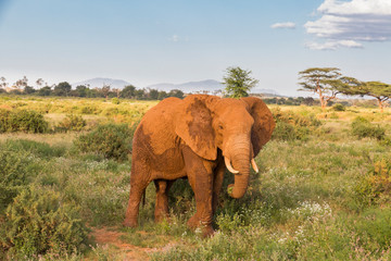 Fototapeta na wymiar Africa, Kenya, Samburu National Reserve. Elephants in Savannah. (Loxodonta Africana).
