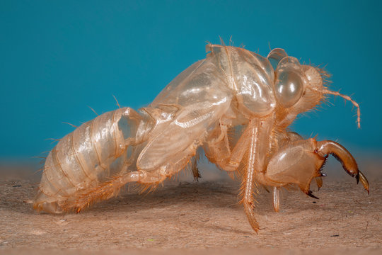 exuvie de cigale en macro (1X-5X) focus stacking