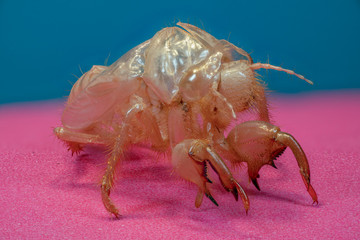 exuvie de cigale en macro (1X-5X) focus stacking