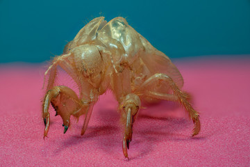 exuvie de cigale en macro (1X-5X) focus stacking