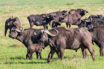 Africa, Kenya, Masai Mara National Reserve. Blue Wildebeest. (Connochaetes taurinus.)