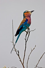 A Lilac-breasted Roller perched on a tree branch in the Maasai Mara Kenya. 