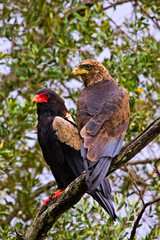 Two Bateleurs, one juvenile an one adult perched on a tree branch in the Maasai Mara Kenya. 
