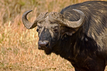 Cape Buffalo roaming the fields of Maasai Mara Kenya. 