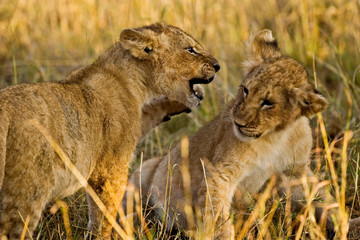 Lion cubs playing with each other in the Maasai Mara Kenya. 
