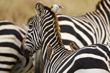 Kenya, Masai Mara. Common zebra with oxpecker birds on its back. Credit as: Dennis Kirkland / Jaynes Gallery / DanitaDelimont.com