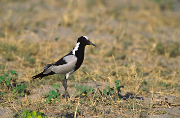 Africa, Kenya, Masai Mara. Blacksmith Plover or Lapwing (Vanellus armatus)