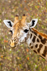 Maasai Giraffe walking through trees feading themselves in the Maasai Mara. 