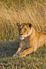 Naklejka premium A lion sitting the high grass of the Maasai Mara. 