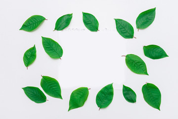 Scattered green leaves, white piece of paper, white background, copy space