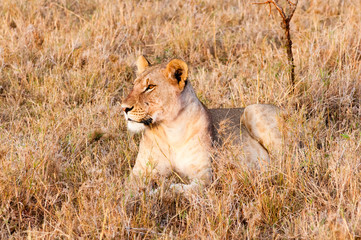 Obraz na płótnie Canvas Female lion (Panthera leo), Maasai Mara National Reserve, Kenya.