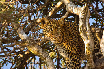 A leopard in a tree after a fresh kill of the day in the Maasai Mara Kenya. 