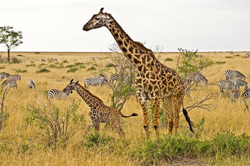 Maasai Giraffes roaming across the Maasai Mara Kenya. 