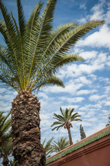 Africa, Morocco, Marrakesh. An upward facing shot of palm trees against a sky with scattered clouds.
