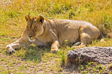 Fototapeta na wymiar A lion sitting the high grass of the Maasai Mara. 