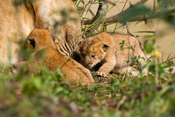 Two week old baby lion cubs with mother beside them in the Maasai Mara Kenya. 