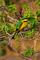 Baboons hanging around the bush in the Maasai Mara Kenya. 