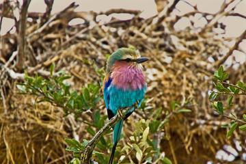 A Lilac-breasted Roller perched on a stump in the Maasai Mara Kenya. 
