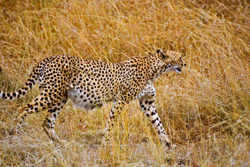 A Cheetah in the brush at the Maasai Mara Kenya. 