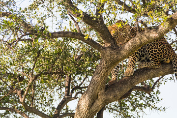 Fototapeta na wymiar Africa, Kenya, Masai Mara National Reserve.:leopard in tree.