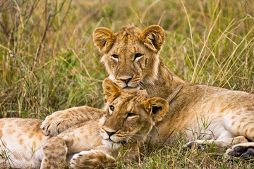 Naklejka na ściany i meble A lion cubs laying in the bush in the Maasai Mara Kenya. 