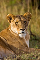 A lion sitting the high grass of the Maasai Mara. 