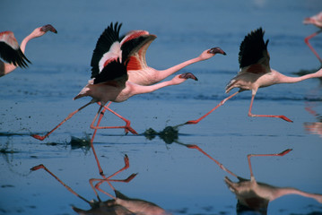 Lesser Flamingo, (Phoenicopterus minor), taking off on Lake Nakuru National Park, Kenya.