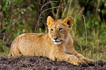 A lion cub laying in the bush in the Maasai Mara Kenya. 