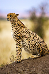A Cheetah in the brush at the Maasai Mara Kenya. 