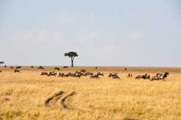 Wildebeest (Connochaetes taurinus), Masai Mara, Kenya.
