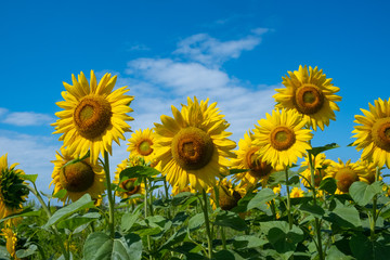 Fototapeta premium A field of yellow sunflowers against a deep blue sky with white clouds