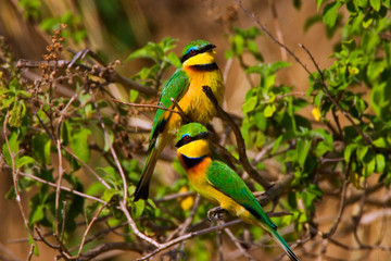 A Little Bee-eater perched on a tree branch in the Maasai Mara Kenya. 