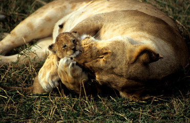 Naklejka na ściany i meble East Africa, Kenya. Mother lioness cares for cub
