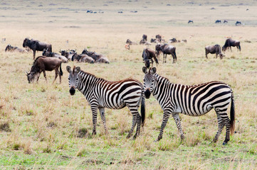 Fototapeta na wymiar Common zebra (Burchell's zebra) (Equus burchellii), Maasai Mara National Reserve, Kenya.