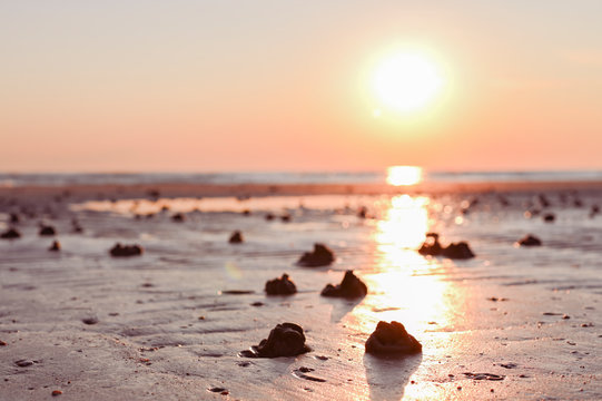 Footprints in the sand from hermit crab after a storm. Sea and sand beeg at sunset. Sunlight and promenade. Free space for text.