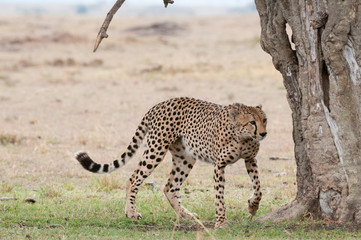 Cheetah (Acinonyx jubatus), Masai Mara, Kenya.
