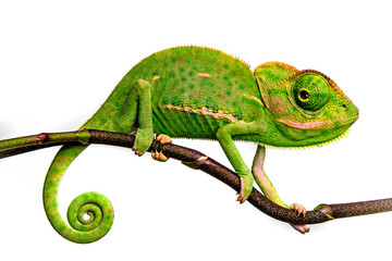 cute funny chameleon - Chamaeleo calyptratus on a branch