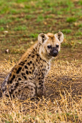 A spotted Hyena in the bush on the Maasai Mara Kenya. 