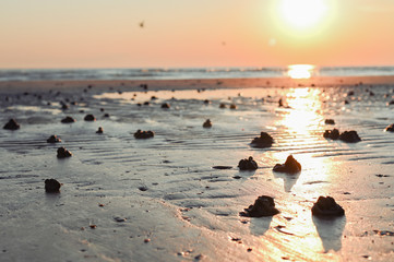 Sunset on the beach. Tinted photo in golden highlights. Sea and sandy beach with many shells in the sand. Free space for text.