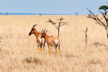 Topi (Tsessebe) (Damaliscus lunatus), Maasai Mara National Reserve, Kenya.