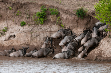 Naklejka na ściany i meble Wildebeest (Connochaetes taurinus) crossing the river Mara, Masai Mara, Kenya.