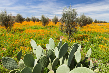 Morocco, Marrakech. Springtime landscape of flowers, olive trees and giant prickly pear cactus.