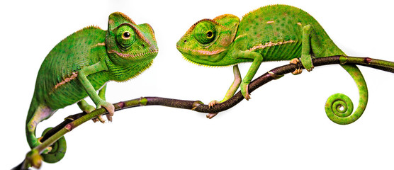 green chameleon - Chamaeleo calyptratus