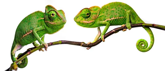 Foto op Canvas groene kameleon - Chamaeleo calyptratus © Vera Kuttelvaserova