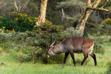 Waterbuck (Kobus ellipsiprymnus), Lake Naivasha, Kenya.