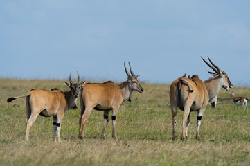 Naklejka na ściany i meble Eland (Taurotragus Oryx), Masai Mara, Kenya.