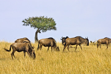 Crossing of the Mara River by Wildebeest, migrating in the Maasai Mara Kenya. 